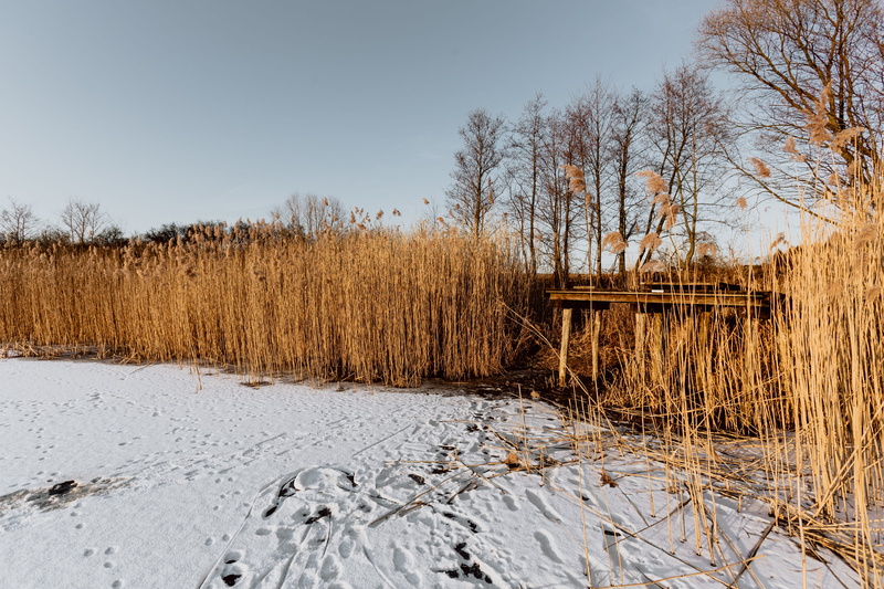 frozen, tranquility, bare tree, lake, outdoors, land, winter, landscape, sunset, grass, no people, tranquil scene, sky, tree, swamp, cold temperature, adventure