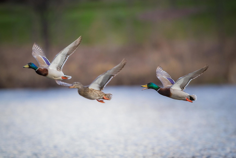 focus on foreground, animal, three animals, bird, seagull, animals, animal themes, duck, spread wings, outdoors, motion, animal wildlife, vertebrate, day