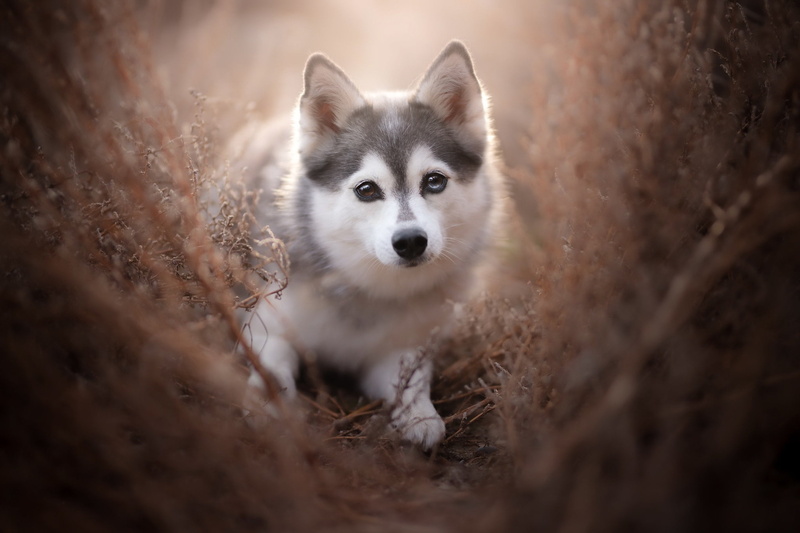Baby Animal, Pet, Puppy, Husky, Dog, Dogs, 1080P