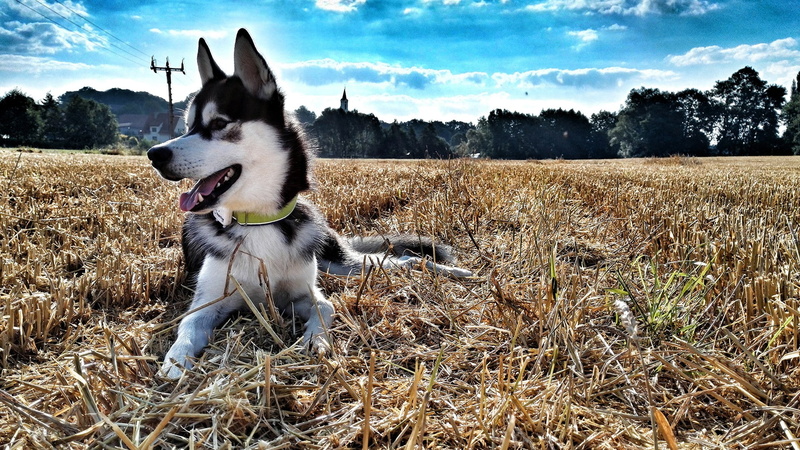 outdoors, land, nature, no people, field, grass, dog, one animal, animal, tree, 1080P, border collie, day, domestic animals, vertebrate, sky, mammal, cloud - sky