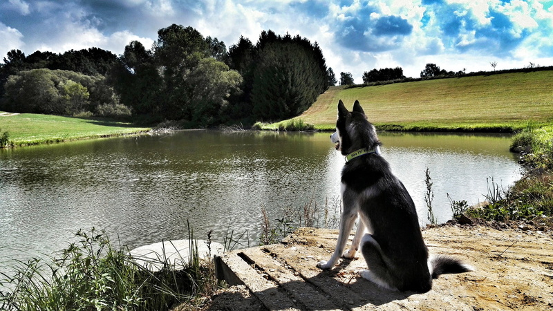 vertebrate, domestic animals, 1080P, tree, canine, nature, pets, water, animal themes, plant, sitting, no people, mammal, one animal, dog, sky, day, domestic
