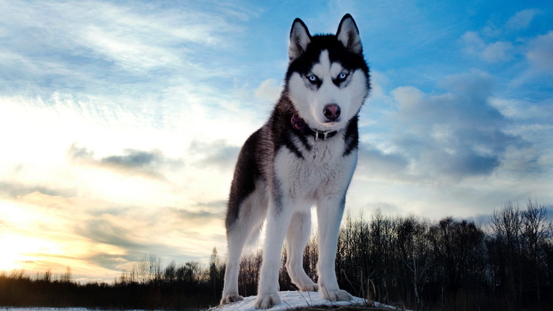Siberian Husky, 1080P, dog, animals