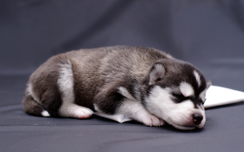 lying down, mammal, sleeping, dog, Siberian Husky, puppies, small, pets, indoors, eyes closed, studio shot, animal, gray, full length, close-up, 2K, domestic animals
