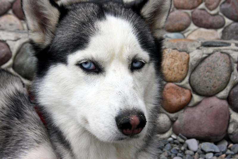 Siberian Husky, 1080P, close-up, looking at camera, canine, domestic animals, sled dog, mammal, pets, day, portrait, domestic, blue eyes, animal eye, no people