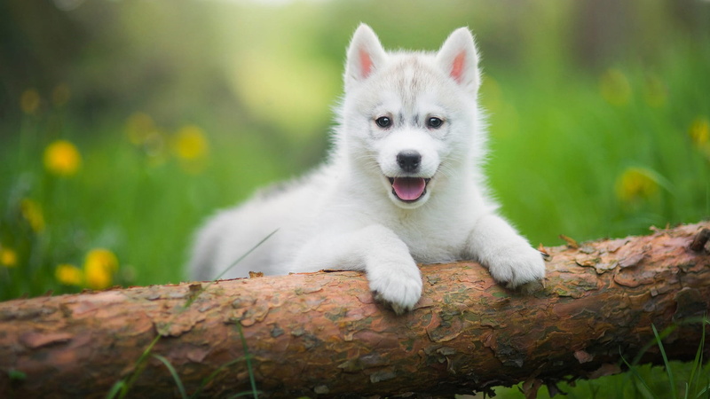 pomeranian, 1080P, siberian husky, animal head, vertebrate, plant, domestic animals, husky baby, dog, outdoors, one animal, nature, animal themes, tamaskan dog