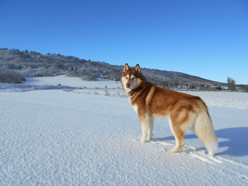 1080P, white, inuki, brown, one animal, clear sky, husky, animal themes, winter, snow, nature, snowcapped mountain, no people, pet, dog, sky, canine, siberian husky