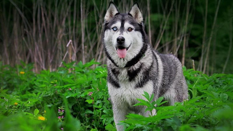 1080P, animals, dog, heterochromia, Siberian Husky