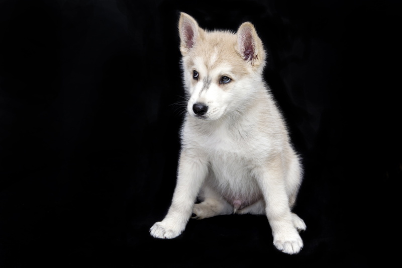 domestic, sweet, black Background, animal, looking, looking at camera, 4K, husky, canine, one animal, pets, white color, no people, indoors, small, animals