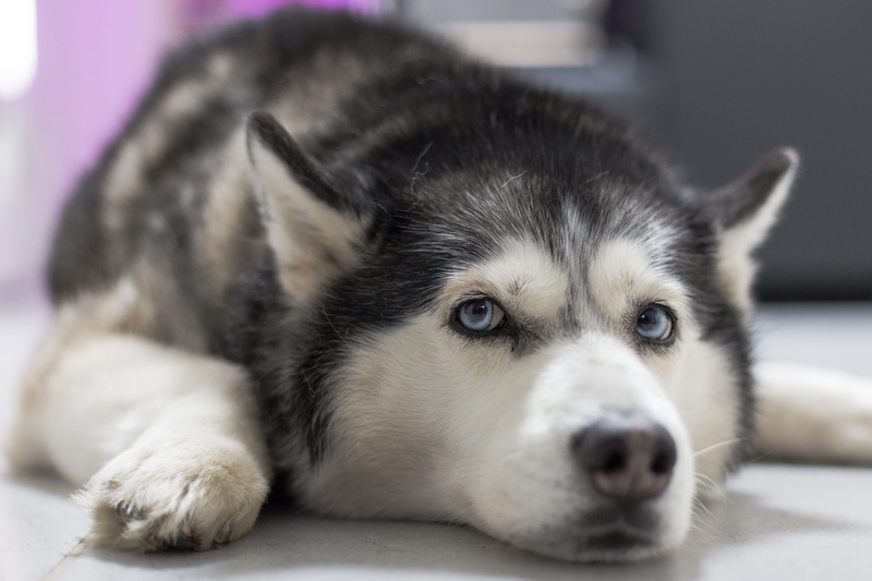 animal themes, pet, relaxation, animal head, mammal, portrait, doggy, animal eye, cute, selective, siberian, pets, lying down, no people, sleepy, animal body part