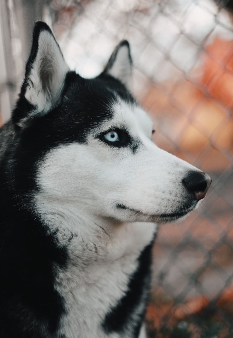 focus on foreground, black, animal head, dog, domestic animals, husky, shift, looking away, tilt, pets, no people, siberian husky, vertebrate, snout, 807 mabelle st