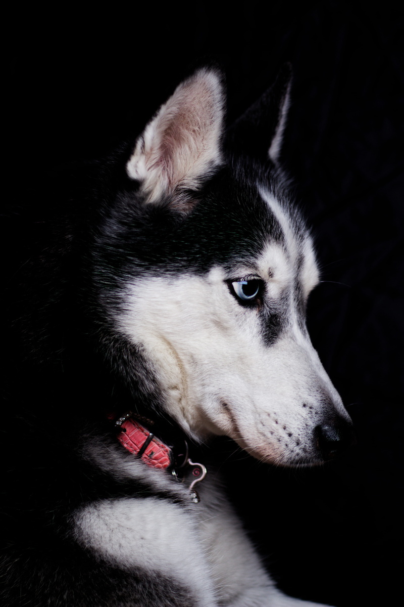 close-up, 4K, black background, animal, purebred dog, looking, animal body part, dog potrait, siberian husky, no people, one animal, domestic, indoors