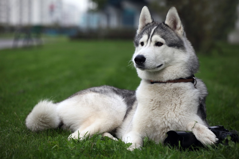 animals, 2K, Siberian Husky, dog