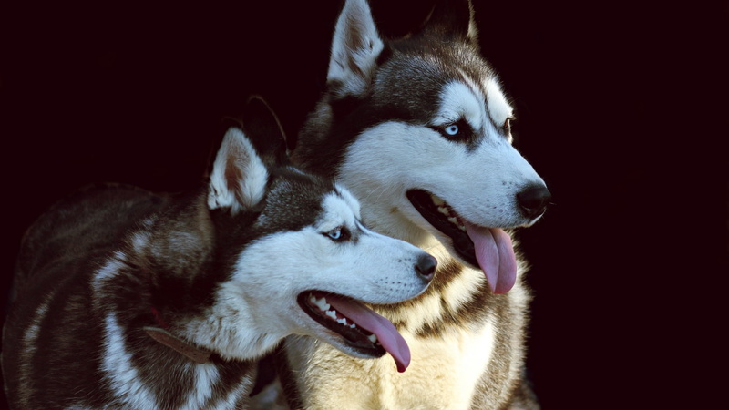 animals, panting, close-up, pets, studio shot, one animal, looking, Siberian Husky , looking away, dog, domestic, animal body part, animal mouth, canine