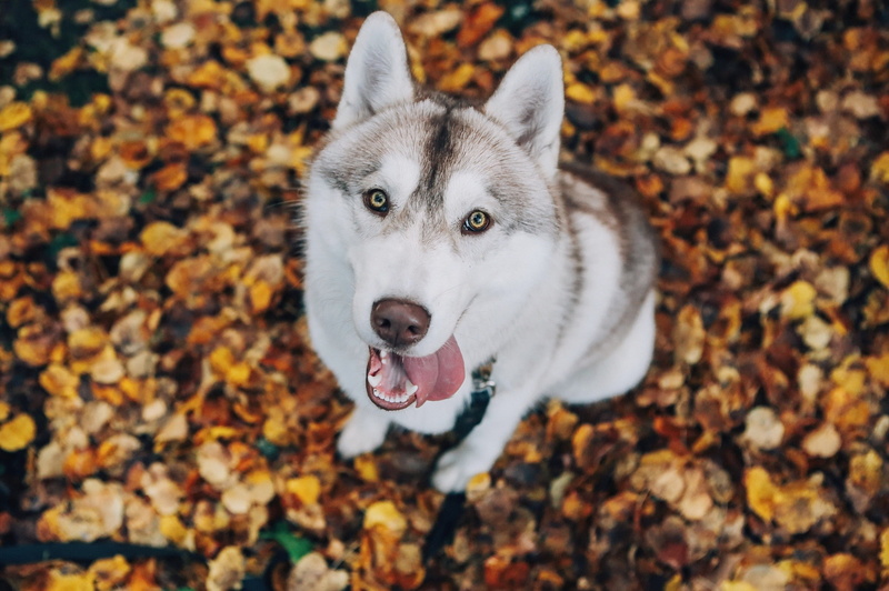 one animal, leaf, portrait, sled dog, looking at camera, pets, autumn, vertebrate, high angle view, animal, mammal, plant part, domestic, outdoors, animal themes