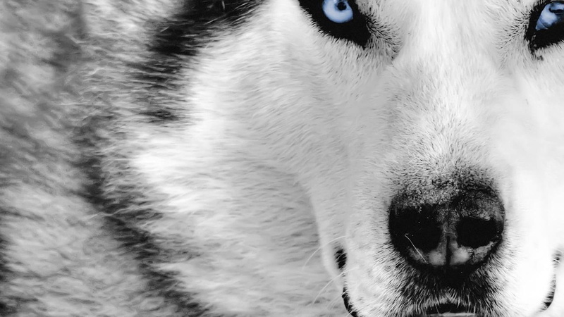 domestic animals, Siberian Husky, day, looking, closeup, animal eye, portrait, animal mouth, animal body part, 1080P, animals, snout, pets, no people