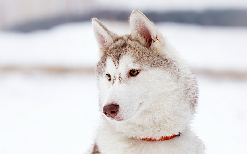 dog, Siberian Husky, 2K, animals