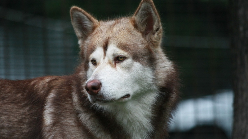 1080P, Siberian Husky, dog, animals