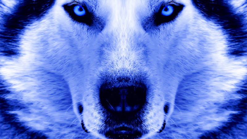 animals, closeup, 2K, dog, Siberian Husky