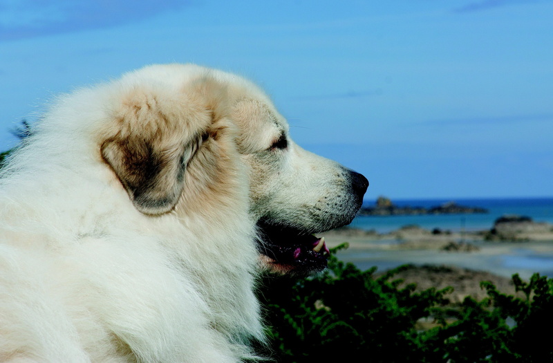 no people, sea, animal head, more, looking away, male, vertebrate, animal body part, close-up, looking, outdoors, 4K, pets, purebred dog, whisker, canine