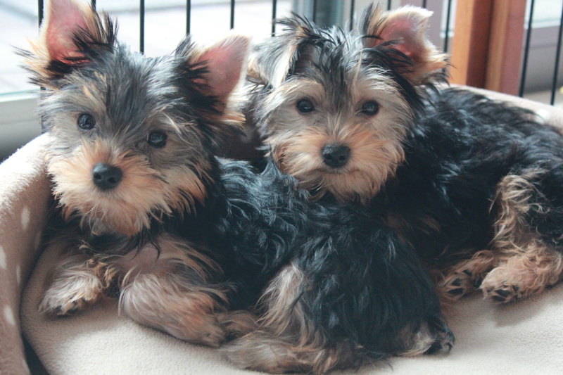 dog, cute, black, indoors, lap dog, short, pets, purebred Dog, one animal, two, hair, pet, animal themes, lying, white, coated, vertebrate, young animal