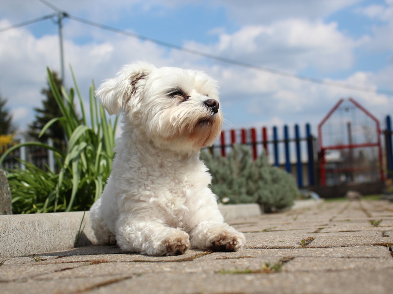 lying, animal themes, puppy, plant, relaxed, animal, pet, domestic, one animal, dog, cute, white color, friendship, nature, pets, outdoors, white, purebred Dog