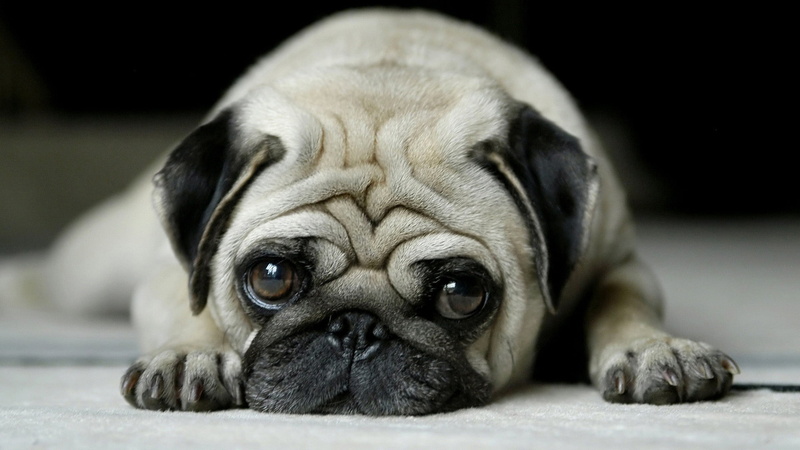 domestic animal, pet, 1080P, animal, dog, pug, purebred, animals, depression, wrinkle, breed, portrait, canine