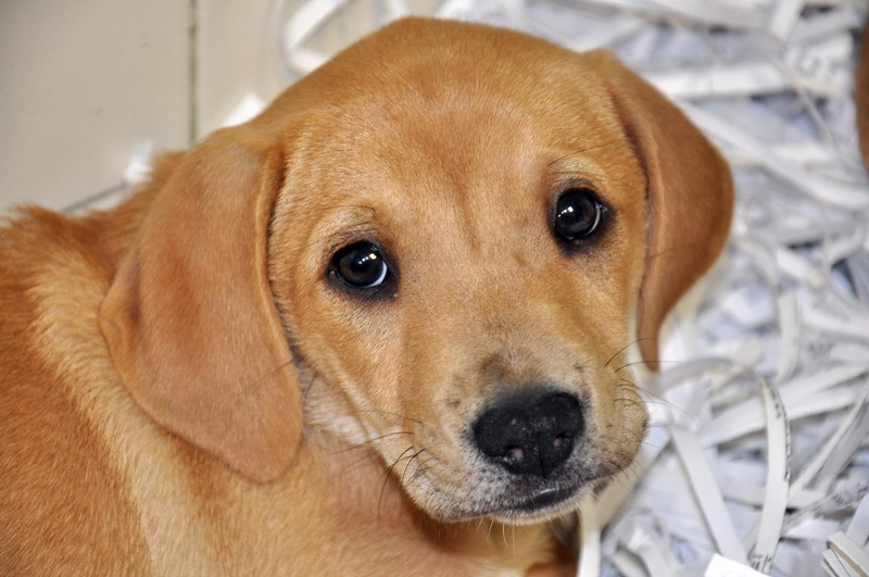 puppy, nature, adorable, 1080P, soooo, golden retriever, labrador puppies, dogs, puppies, animals, labr, cute animals, labrador, baby animals