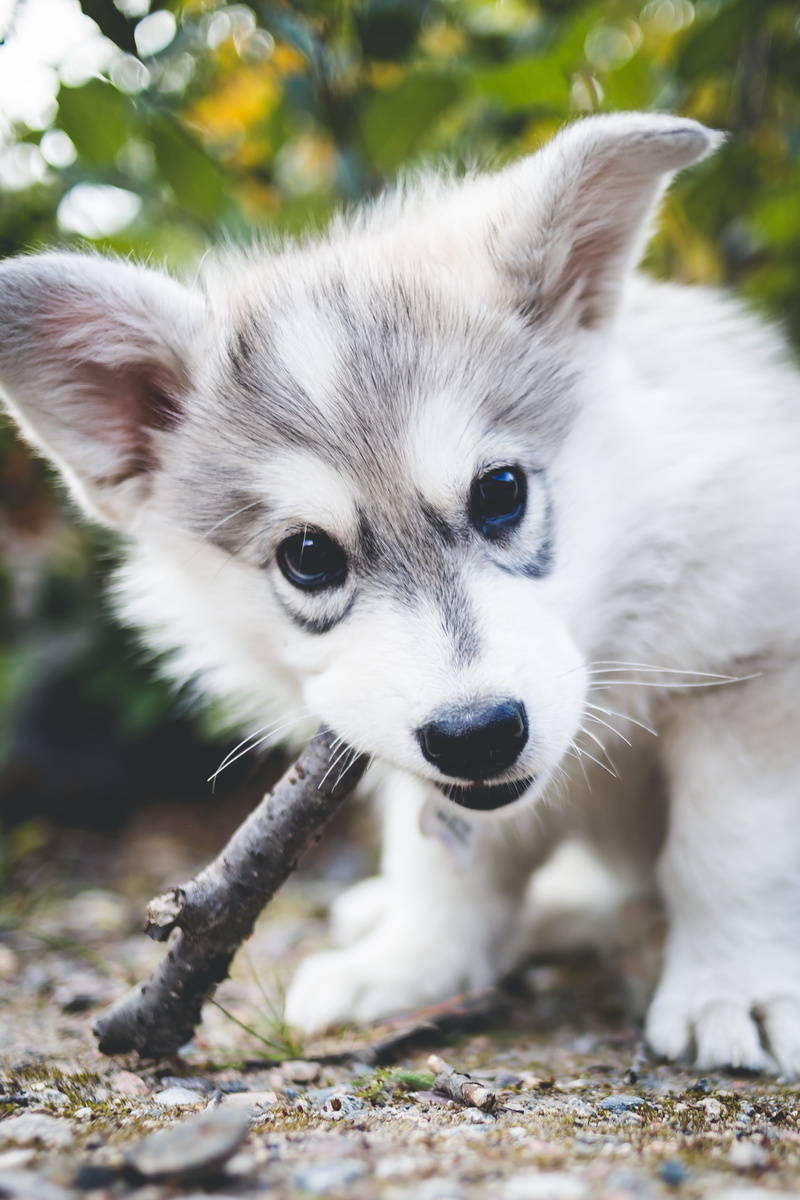 whisker, cute, close-up, animal themes, animal body part, biting, tree, 4K, branch, mammal, gray, looking, short, pets, brown, focus on foreground, domestic