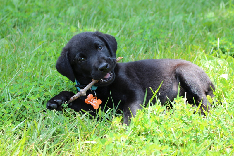teenage couple, Black, one animal, grass, retriever, Pet, little, nature, short, coated, stick, branch, domestic animals, Puppy, canine, playful, domestic