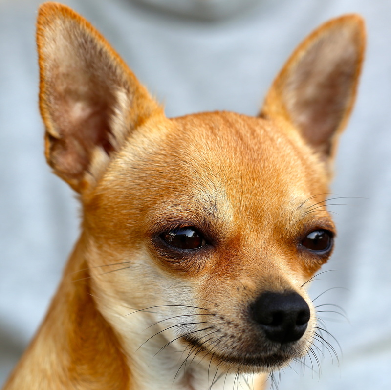 looking at camera, closeup, one Animal, mammal, chihuahua, canine, domestic Animals, 2K, no people, dog, small, adult, brown, photo, animal, vertebrate