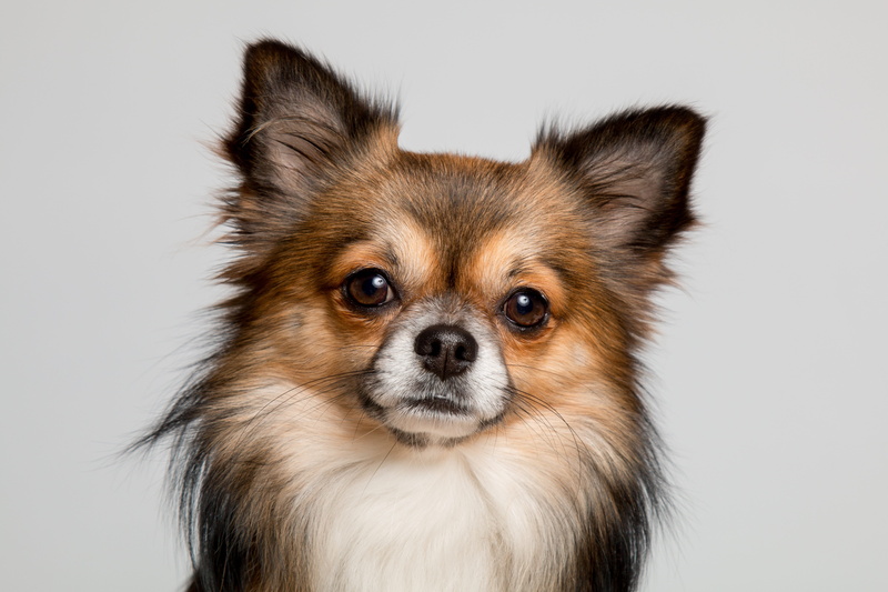tan, purebred dog, black, domestic, cute, portrait, dog, domestic animals, studio shot, hairy, no people, 5K, small dog, small, white background, colored background