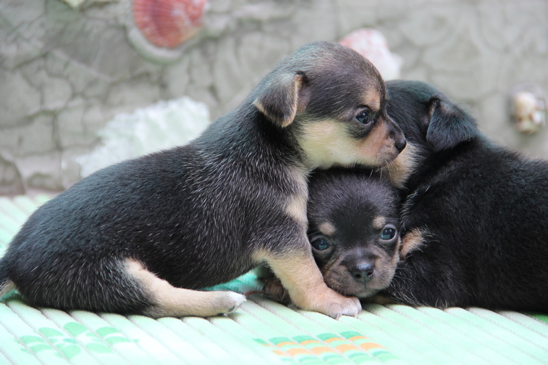 canine, mammal, no people, vertebrate, chihuahua, 5K, coated, animal, one animal, sitting, gray, domestic animals, teenage couple, small, three, innocence