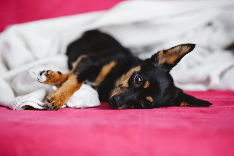 sleepy, small dog, lying Down, small, domestic Animals, animal, one animal, pets, animal eye, indoors, dog, whisker, furniture, no people, adorable, selective focus