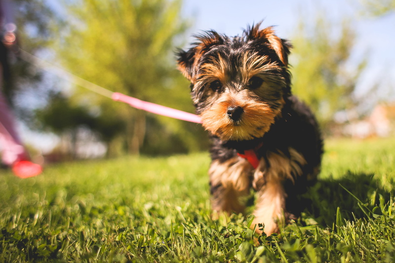 domestic Animals, running, green color, 4K, dog, one animal, yorkshire Terrier, friendship, field, domestic, animals, Cute, garden, Yorkshire, lap dog