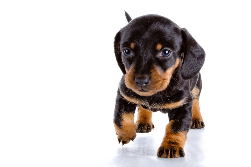 mammal, indoors, looking at camera, domestic animals, black color, copy space, dog, portrait, canine, Dachshund, animal themes, no people, studio shot