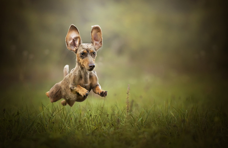 day, mammal, one animal, animals, dapple, selective focus, animal, pets, smooth, domestic, plant, canine, puppy, 1080P, dachshund, vertebrate, animal themes