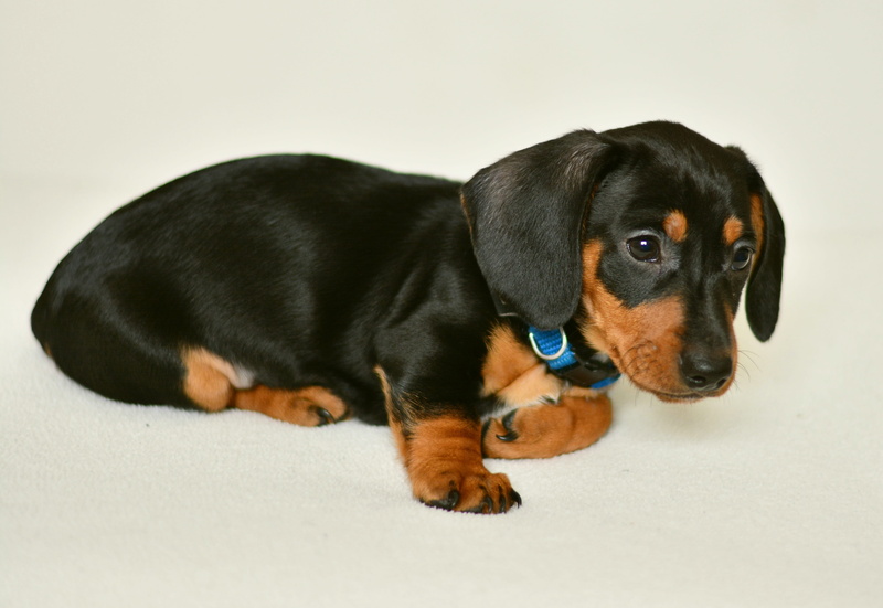 black, tan, one animal, cute, animal portrait, pet, innocence, lying down, 4K, looking, pets, dog look, dear, dachshund, no people, domestic, puppy, relaxation