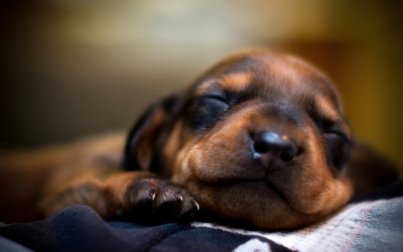 tan, fur, animal Nose, portrait, one Animal, hound, focus on foreground, puppy, eyes, close-up, domestic, black, face, dachshund, relaxation, smooth, animal