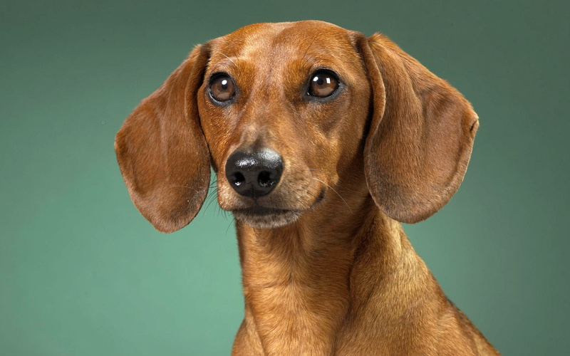 mammal, close-up, no People, brown, young Animal, ears, 1080P, adult, staring, human Face, animal Eye, pets, one Animal, waiting, puppy, blue background