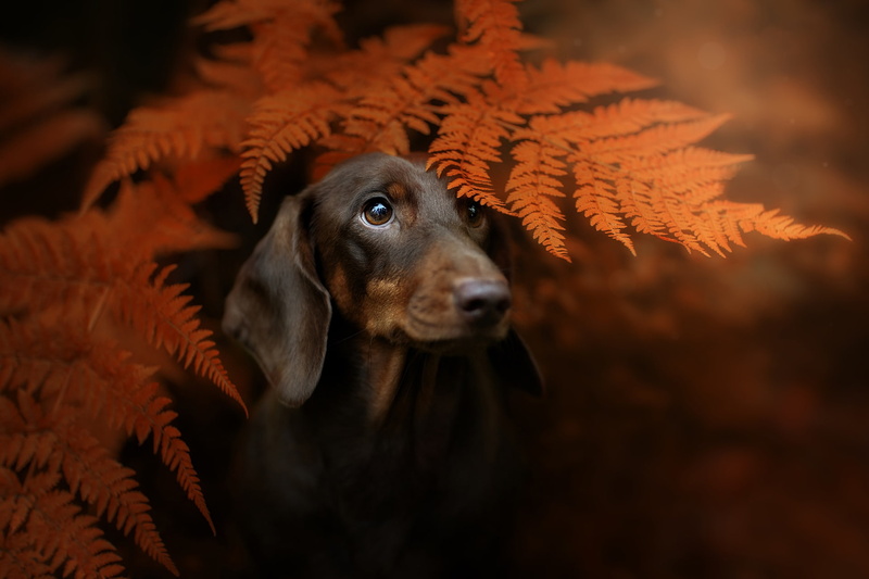 Dachshund, leaves, look, dog, face, autumn, fern, background, 1080P, portrait
