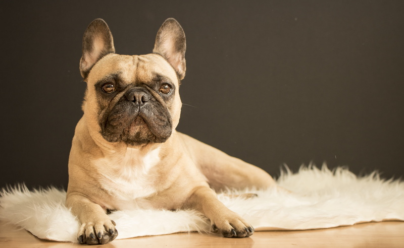 animal head, domestic animals, pug, canine, frenchie, indoors, looking at camera, mammal, cute, mat, bulldog, vertebrate, 5K, sitting, portrait, ear, domestic