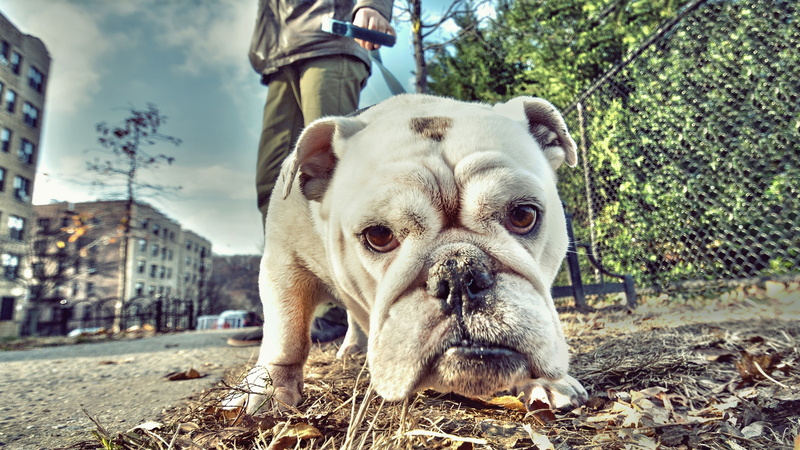 domestic animals, pets, white, animal themes, focus on foreground, built structure, one animal, animal head, looking at camera, building exterior, 4K