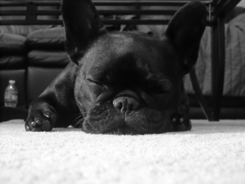 dog, animals, French Bulldog, 2K