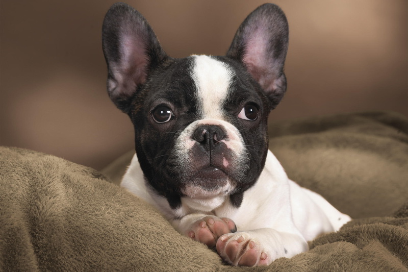 french, 1080P, bulldog, animals
