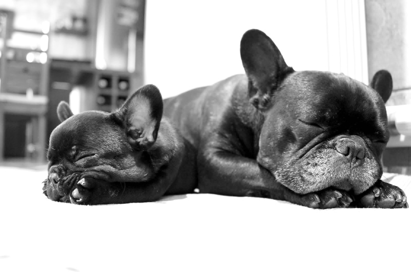 bulldog, cute, serenity, relaxation, frenchi, close-up, pets, small, domestic Animals, french, peace, stillness, indoors, dog, puppies, two, mammals, animals