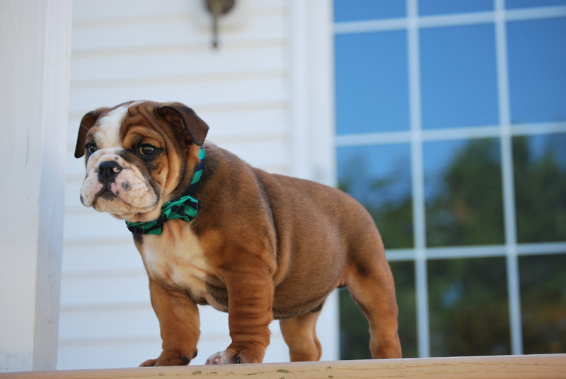 white, portrait, 4K, brown, dog, sitting, boxer, bulldog, animal, small, outdoors, cute, day, one Animal, looking at camera, pets, indoors, friendship