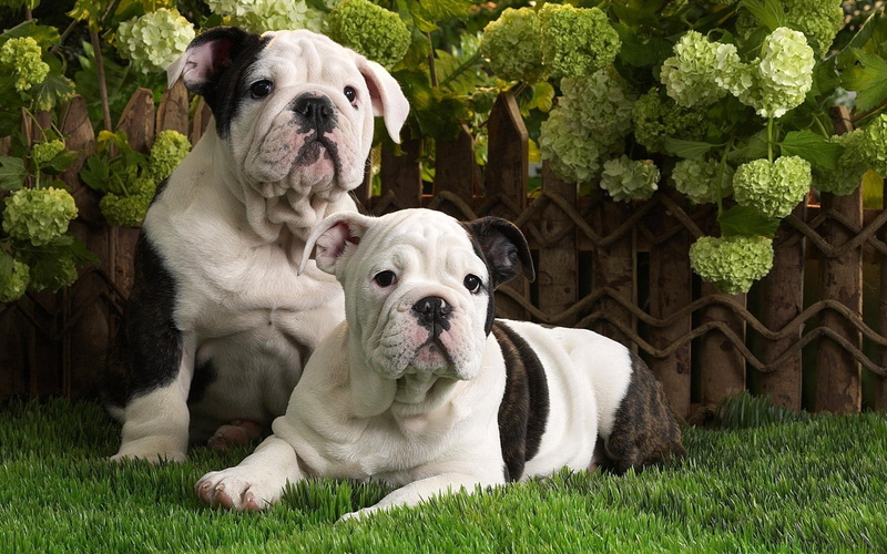 relaxation, plant, small, brindle, bulldog, outdoors, obedience, pets, animal, looking, english, animal themes, portrait, domestic, white, black, puppies