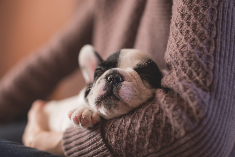 one Person, domestic Animals, pets, young Animal, 5K, midsection, relaxation, canine, muzzle, wool, sofa, home Interior, sitting, women, selective focus