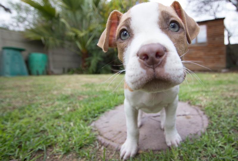 dog, multicolored, portrait, tan, mammal, pit, bull, standing, plant, animal, white, poses, puppy, breed, pitt bull, canine, outdoors, day, pitt-bull, mammals