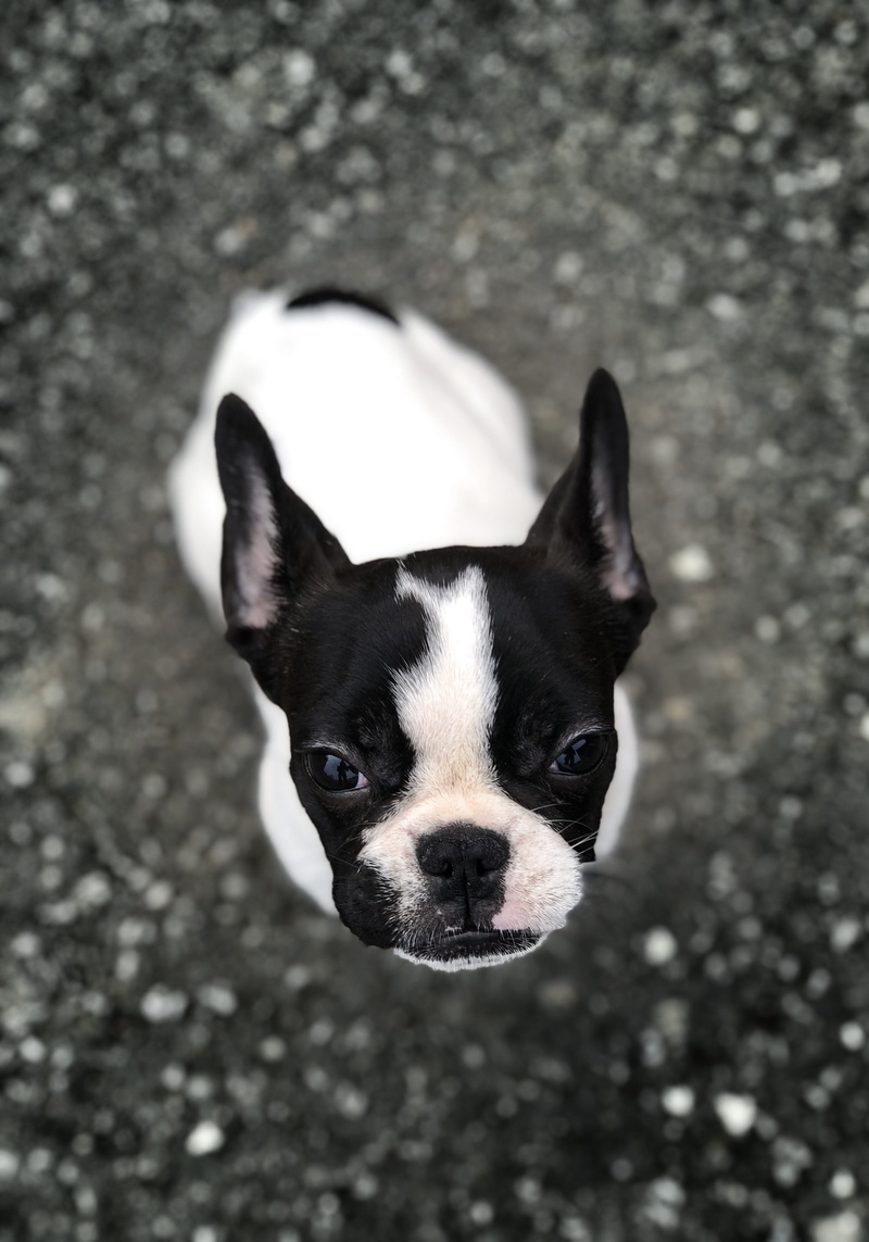 day, bulldog, black color, no people, rodent, pet, pets, portrait, beverage, one animal, ground, small, canine, dog, puppy, strap, adult, vertebrate, close-up